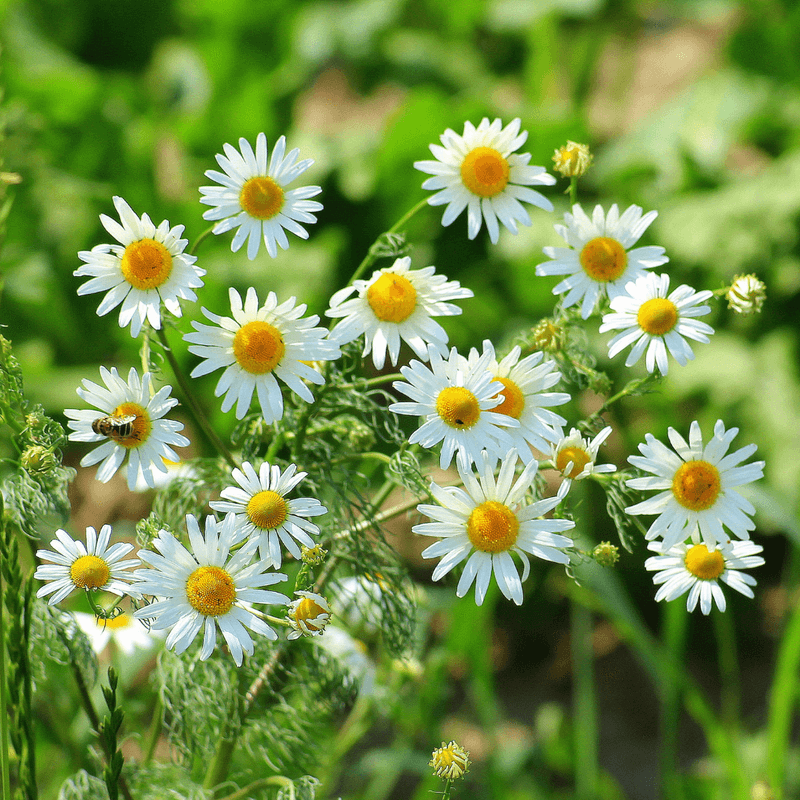 Chamomile Tea for Plant Healing