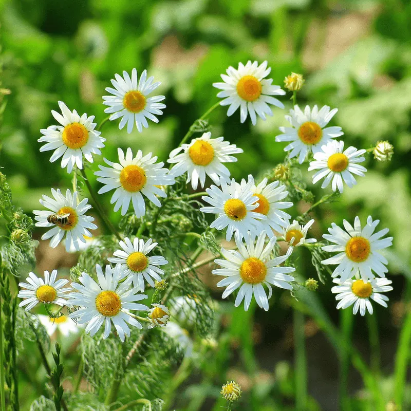 Chamomile Tea for Plant Healing