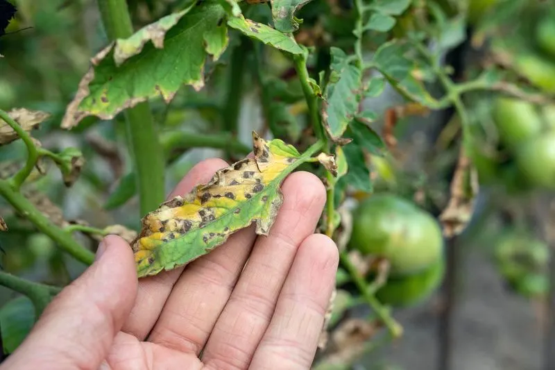 Check for Pests