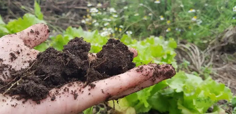 Checking Soil Moisture