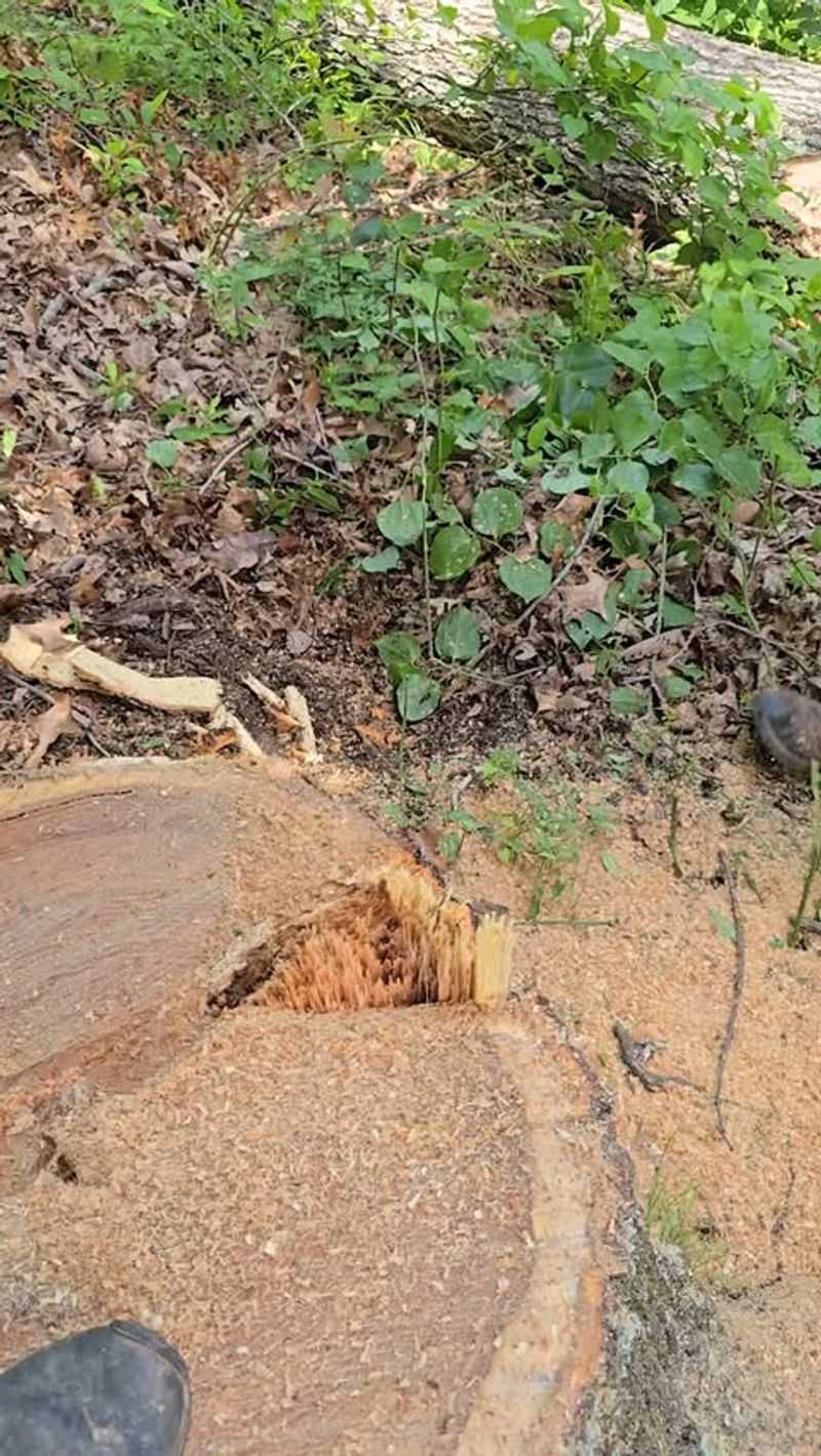 Stump Electrolysis