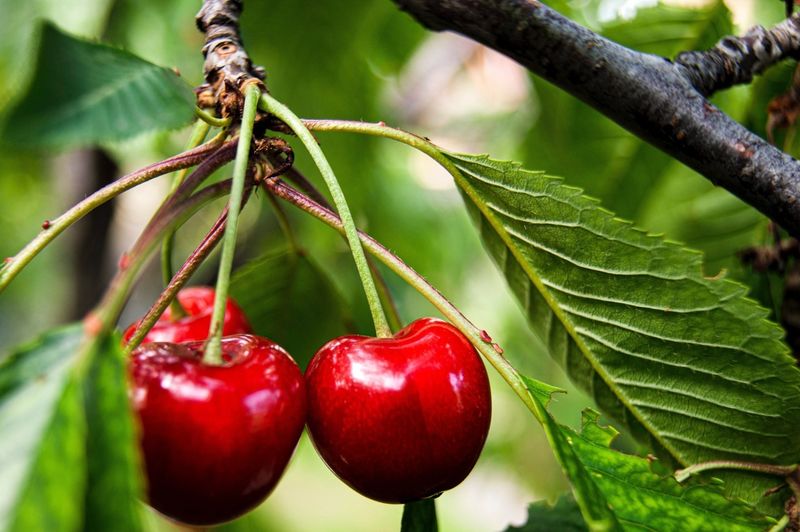 Cherries
