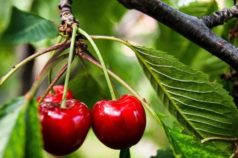 Cherries