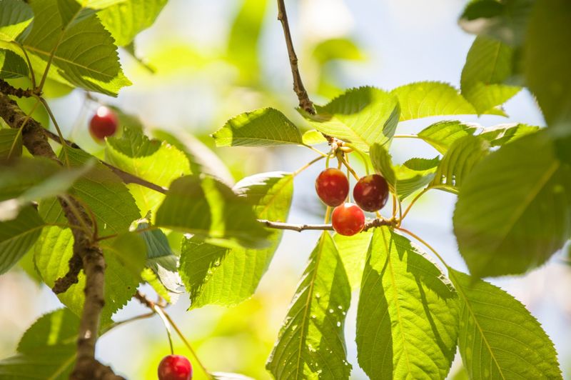 Cherries