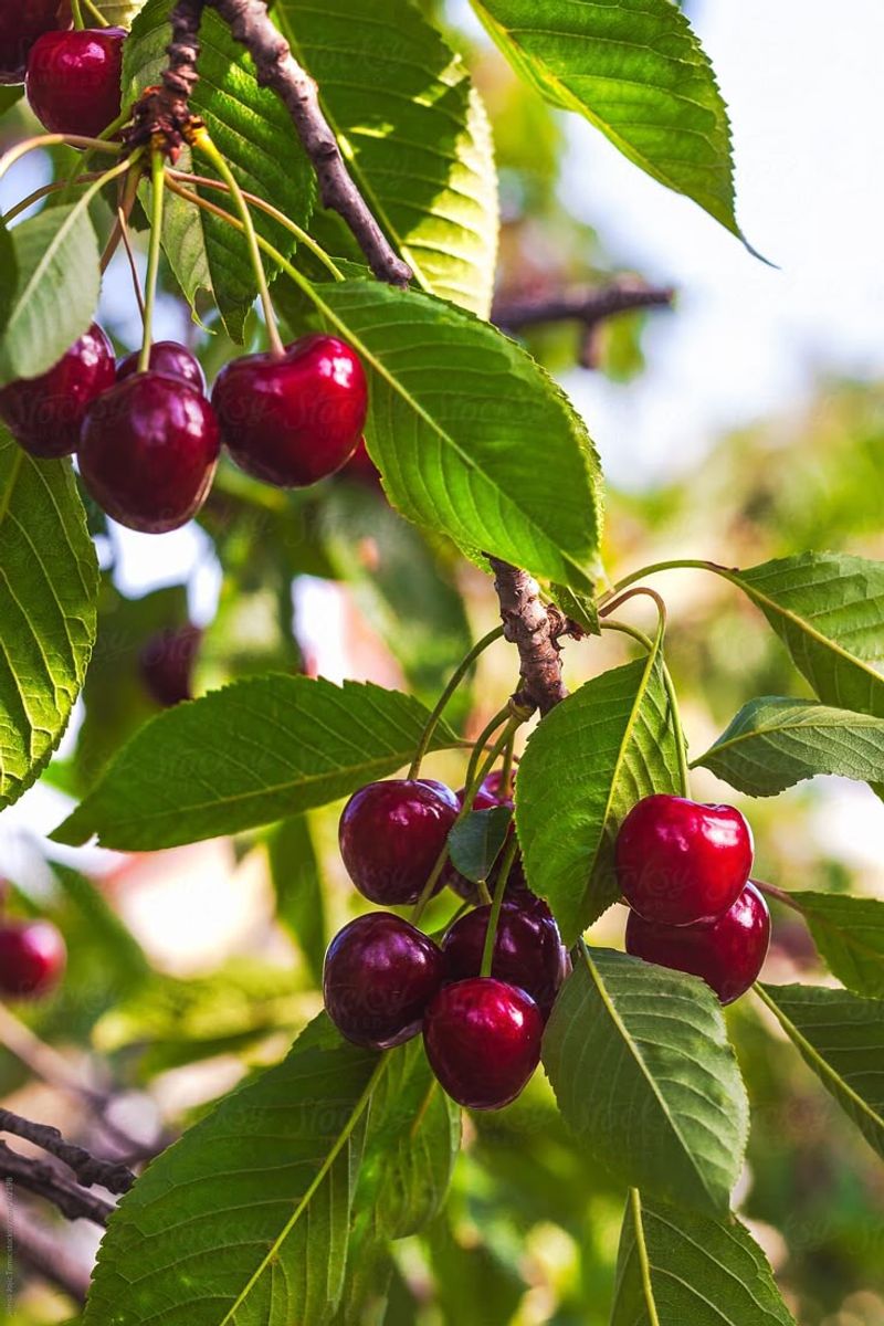 Cherries
