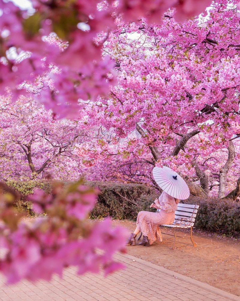 Cherry Blossom