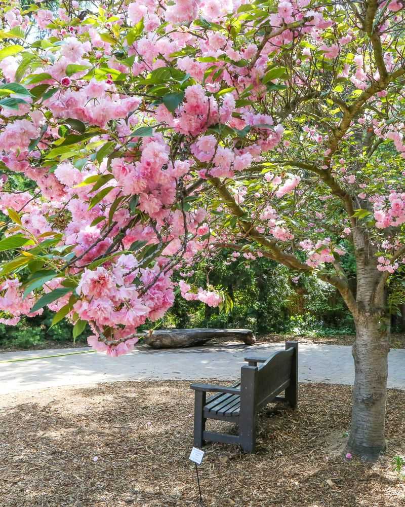 Cherry Blossom