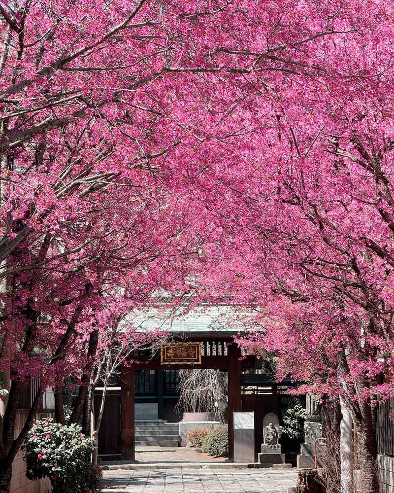 Cherry Blossom