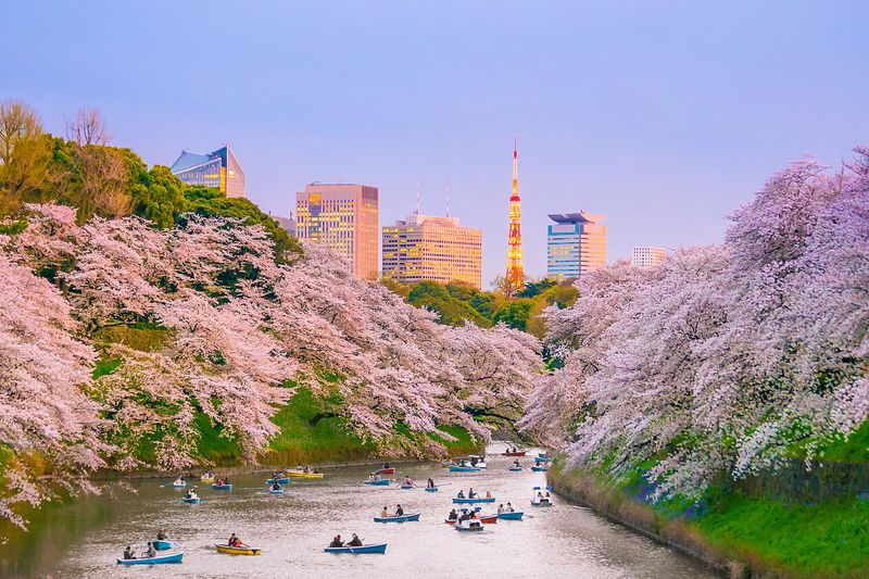 Cherry Blossom Festival, Japan