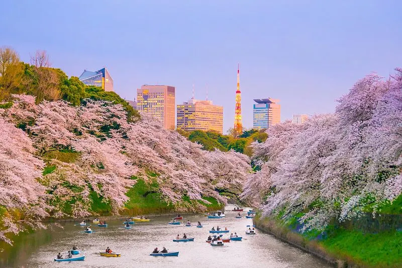 Cherry Blossom Festival, Japan