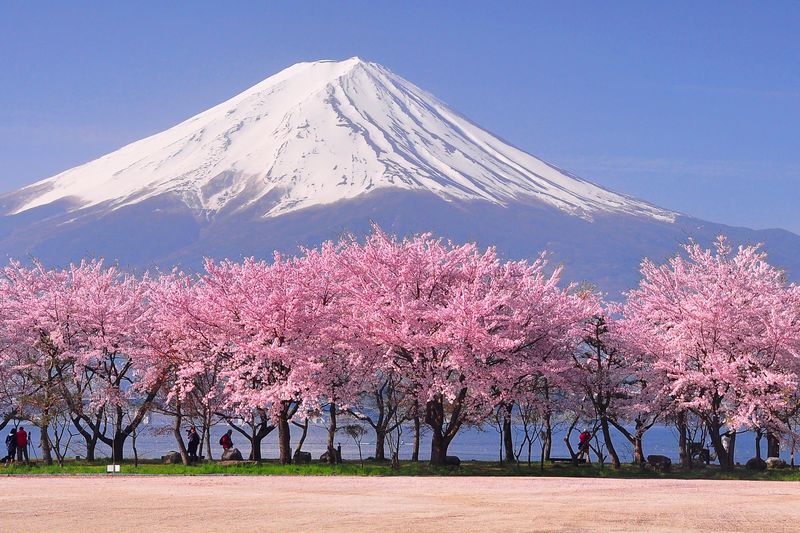 Cherry Blossom Festival