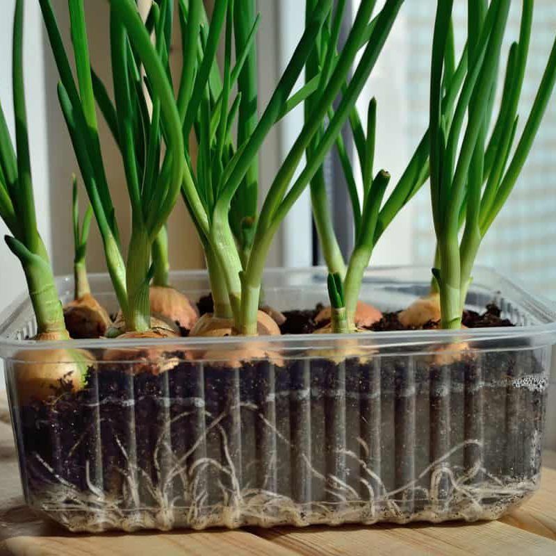 Green Onions