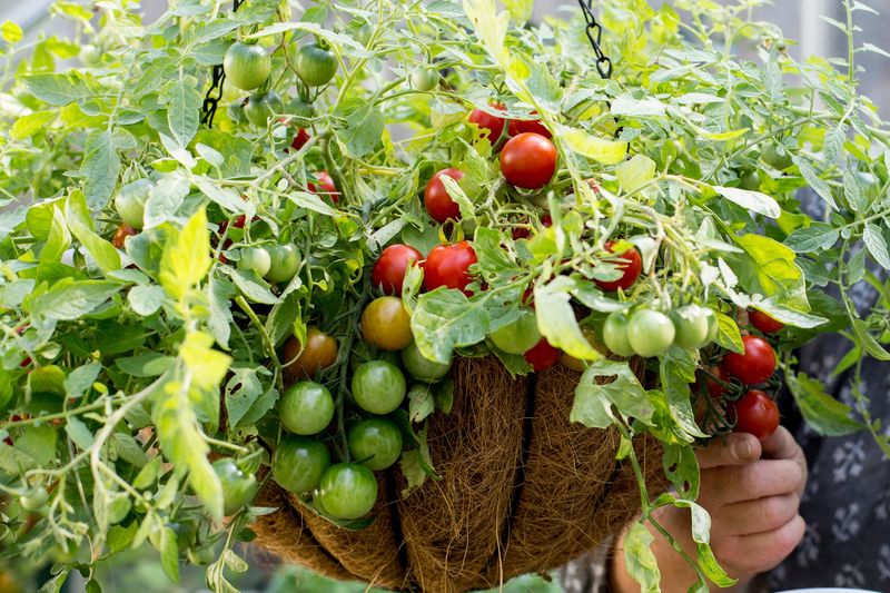 Cherry Tomatoes