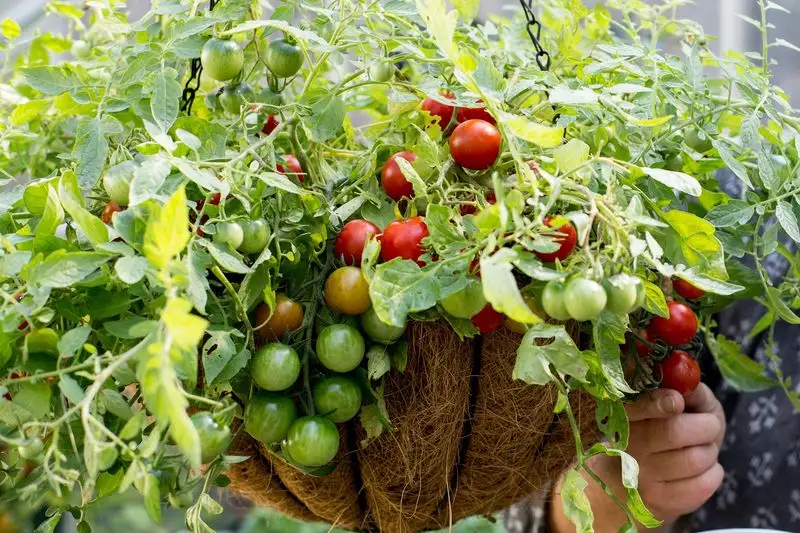 Cherry Tomatoes