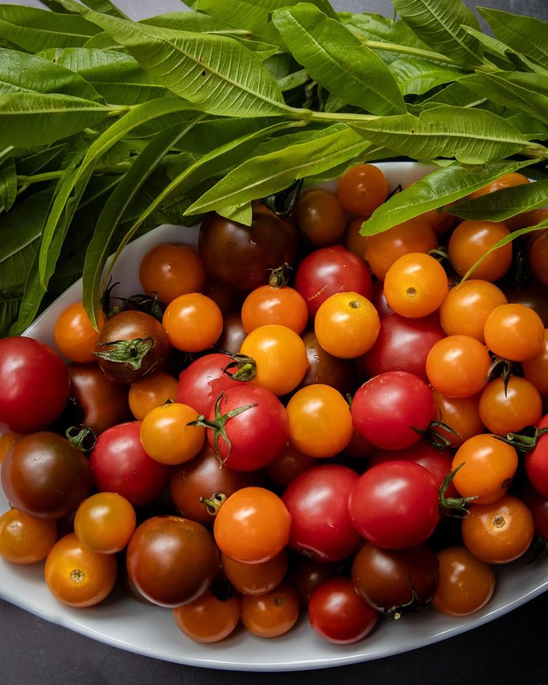 Cherry Tomatoes