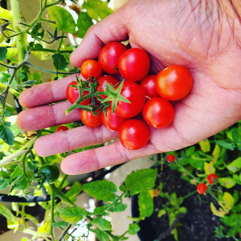Cherry Tomatoes