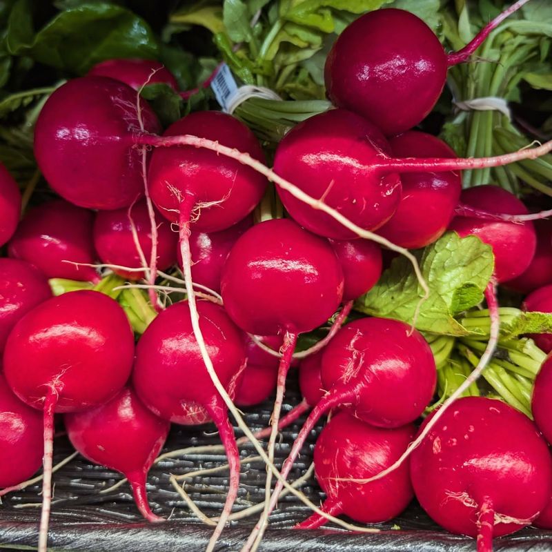 Radishes