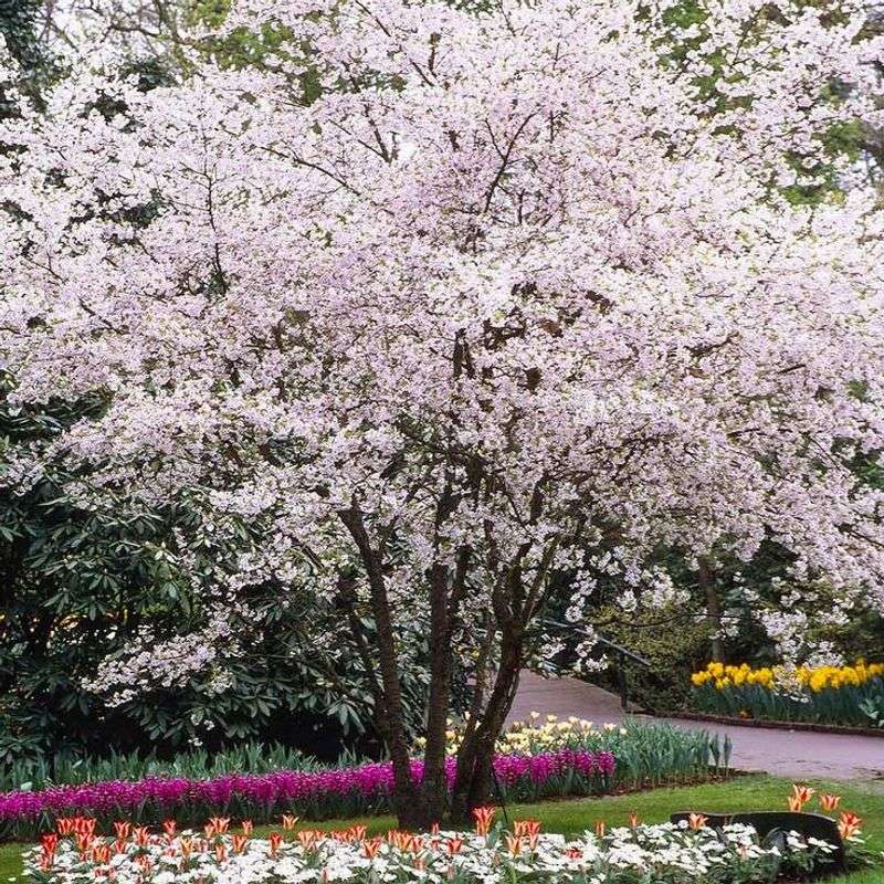 Cherry Tree