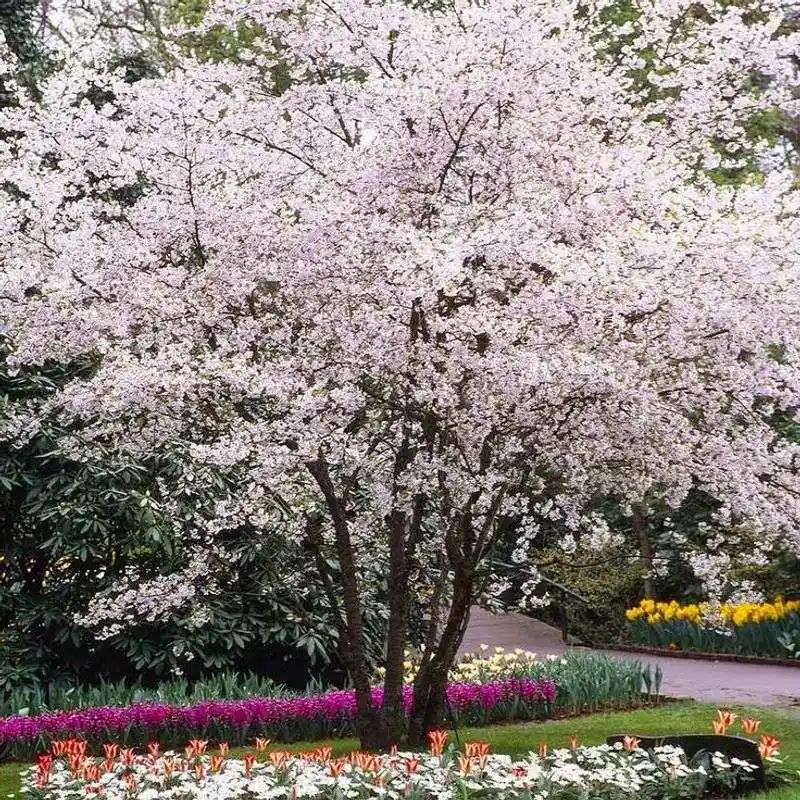 Cherry Tree