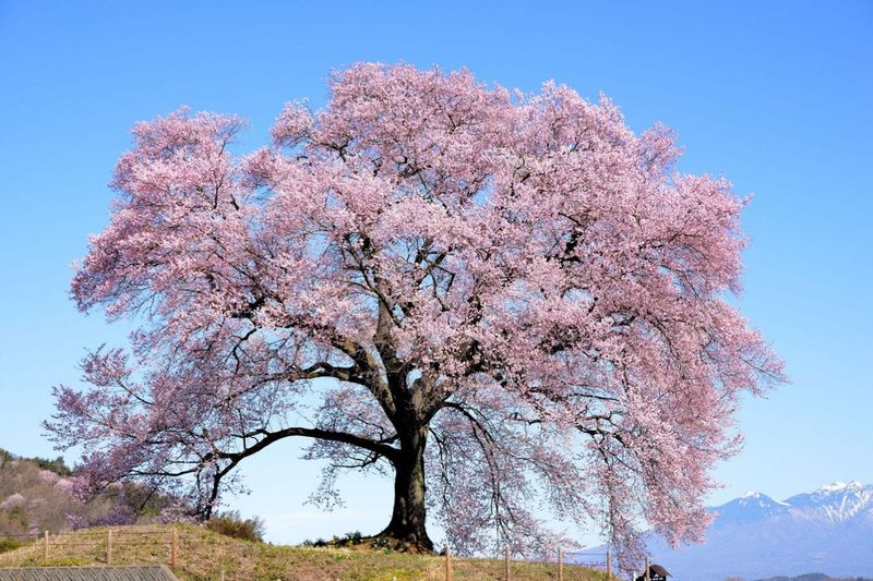 Cherry Tree