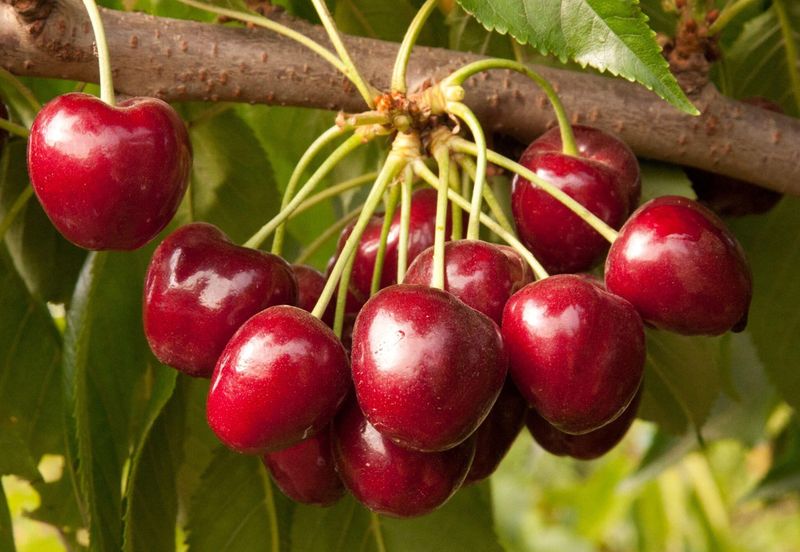 Cherry Tree