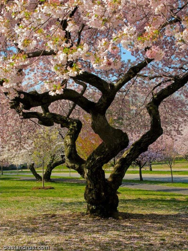 Cherry Trees