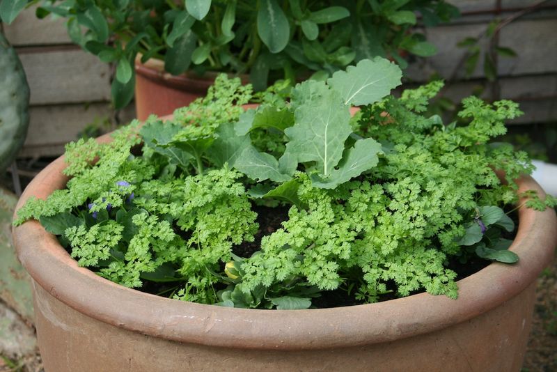 Chervil
