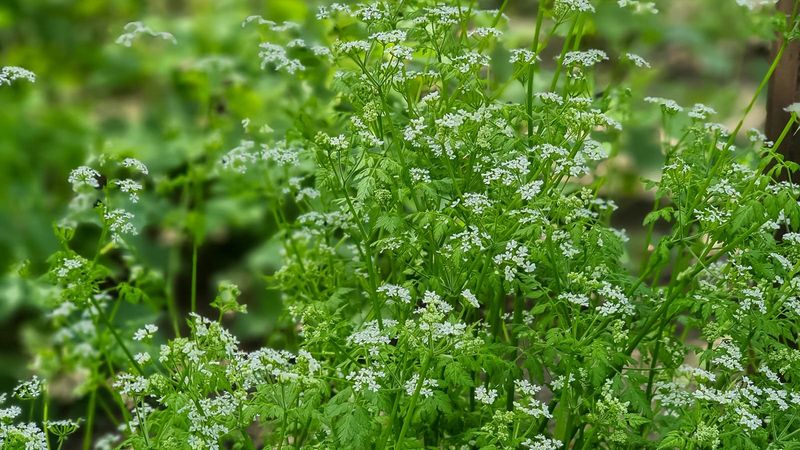 Chervil