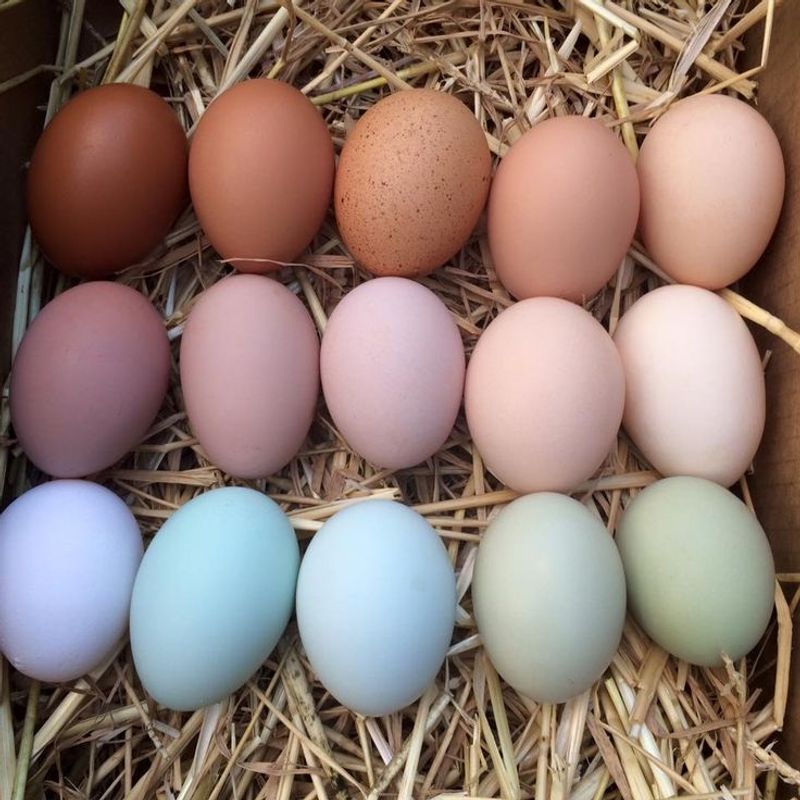 Chicken Eggs