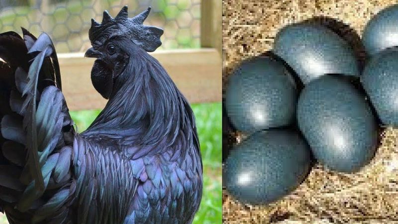Chickens and Eggs