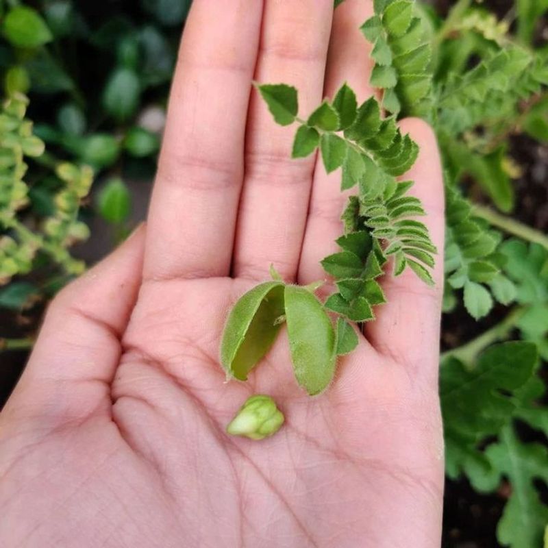Chickpeas