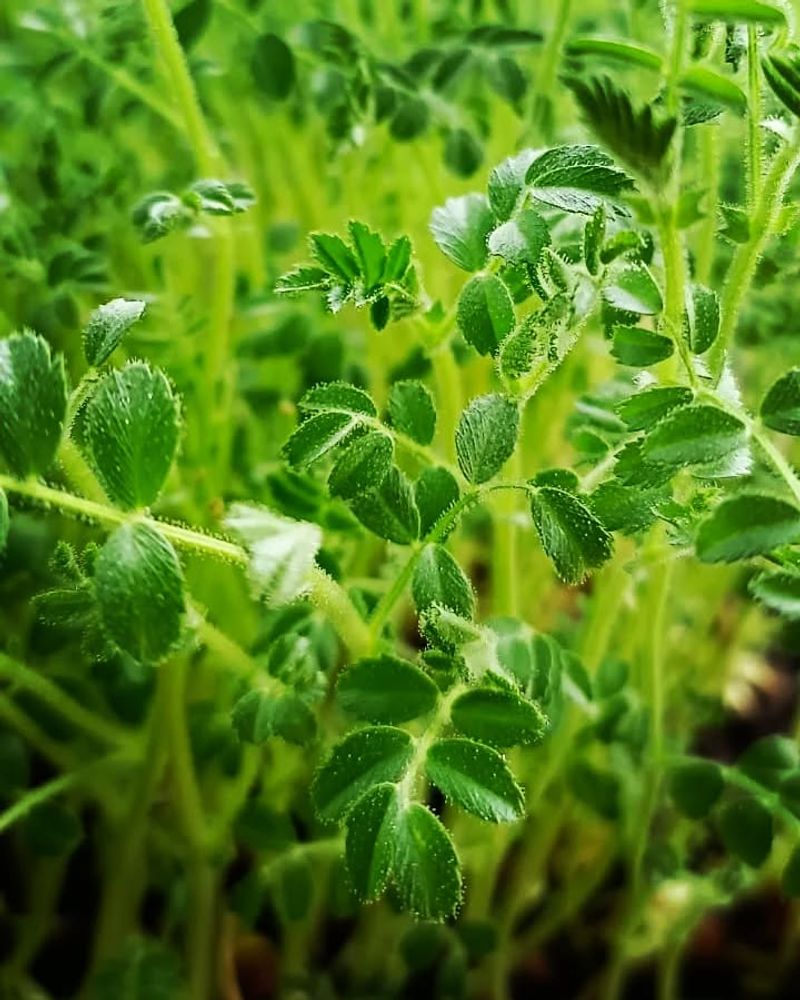 Chickpeas
