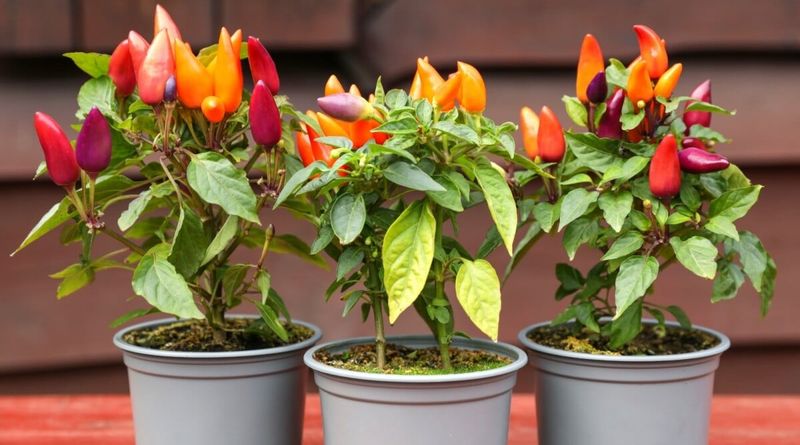 Chili Pepper Plant in a Container