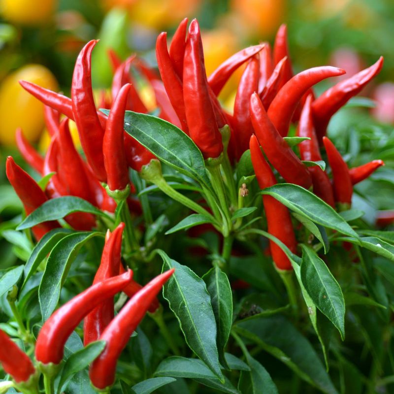 Chili Pepper