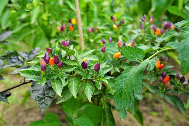 Chili Peppers