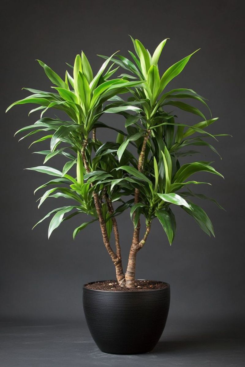 Dracaena