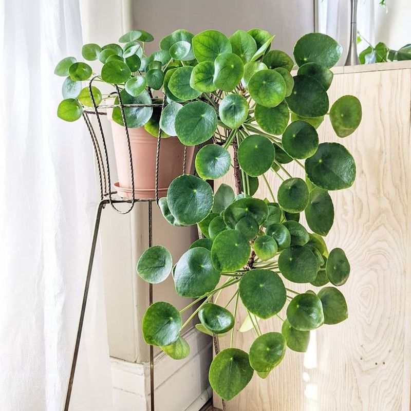 Chinese Money Plant