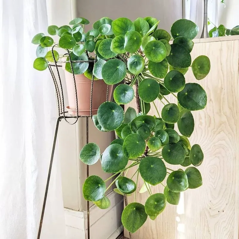 Chinese Money Plant