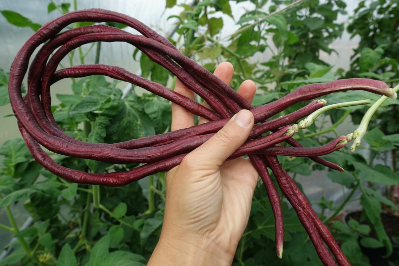 Chinese Red Noodle Bean