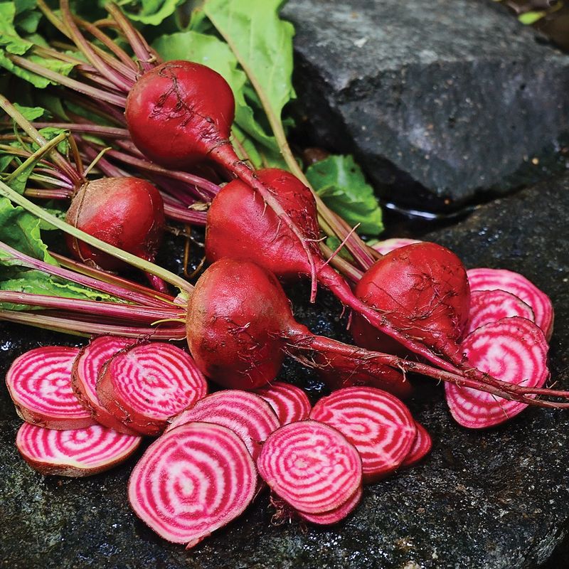 Chioggia Beet