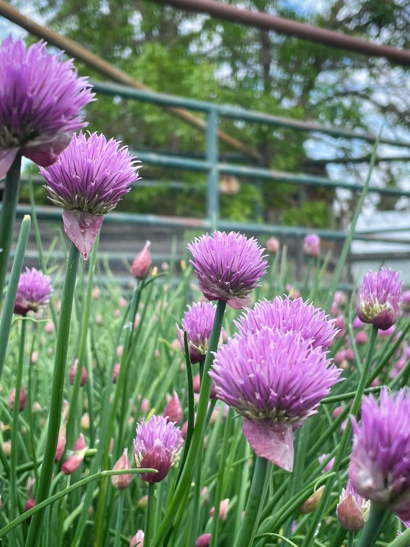 Chive Blossoms
