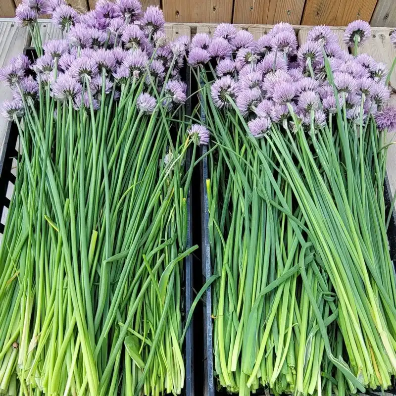 Chives