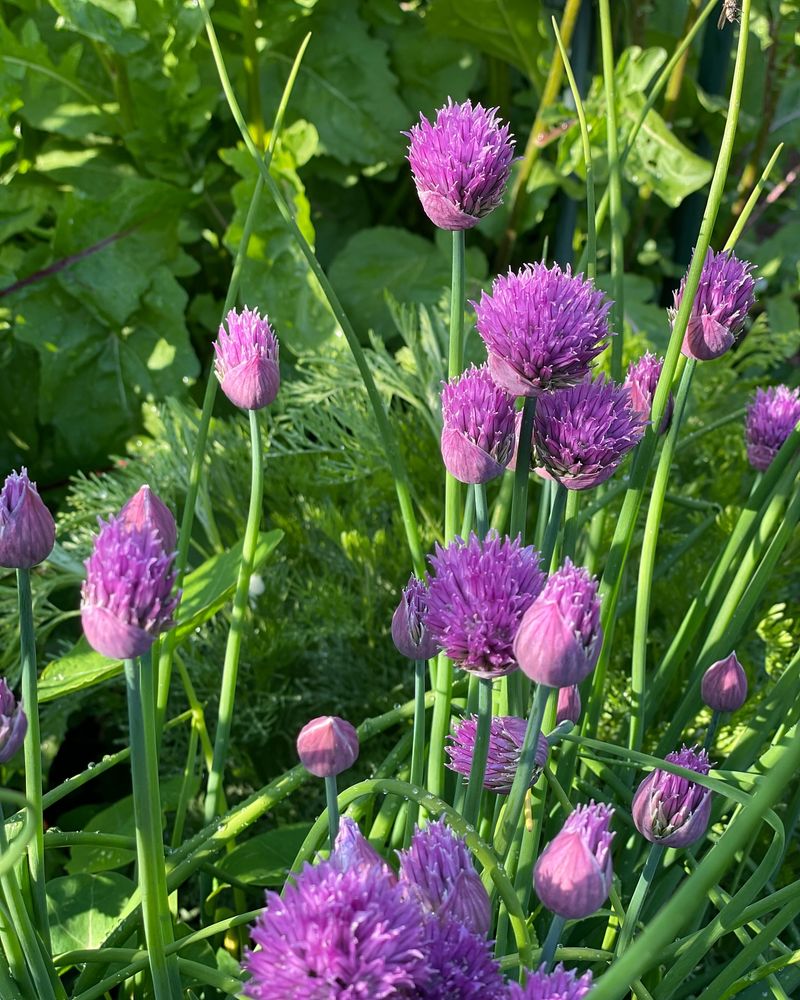 Chives