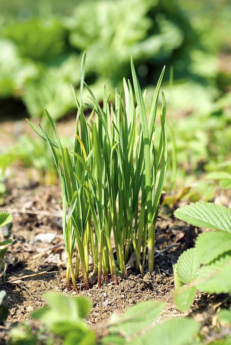 Chives
