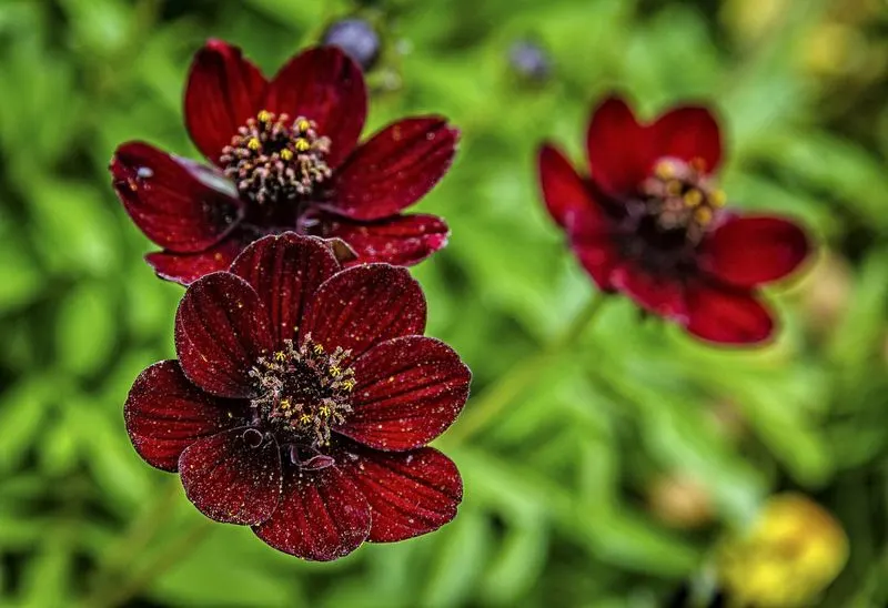 Chocolate Cosmos