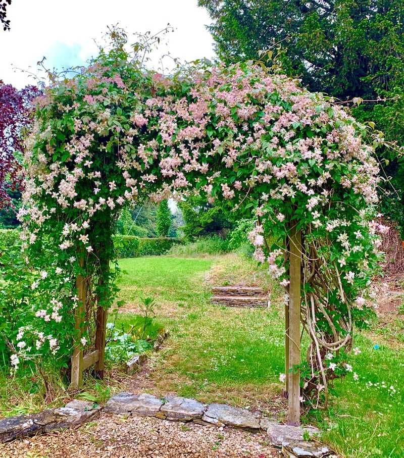 Clematis (Clematis armandii)