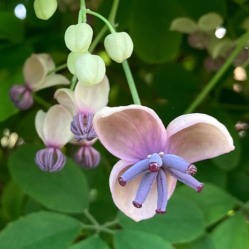 Chocolate Vine