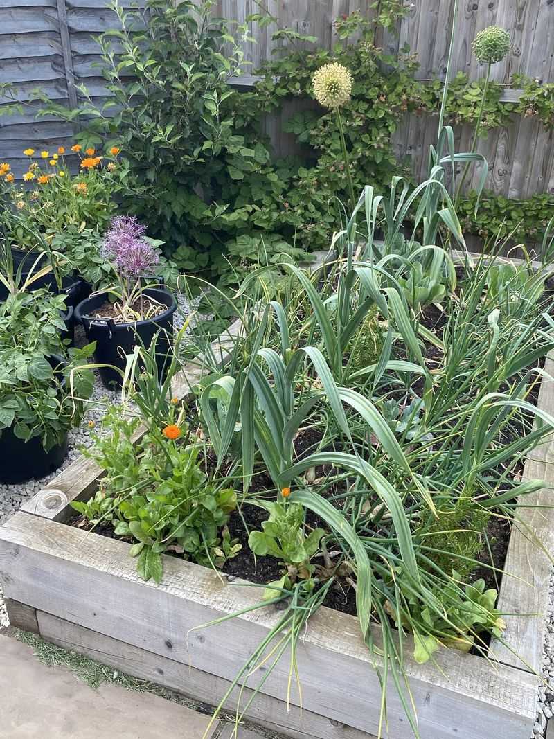 Experiment with Companion Planting