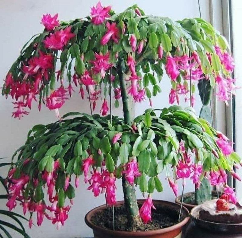 Christmas Cactus