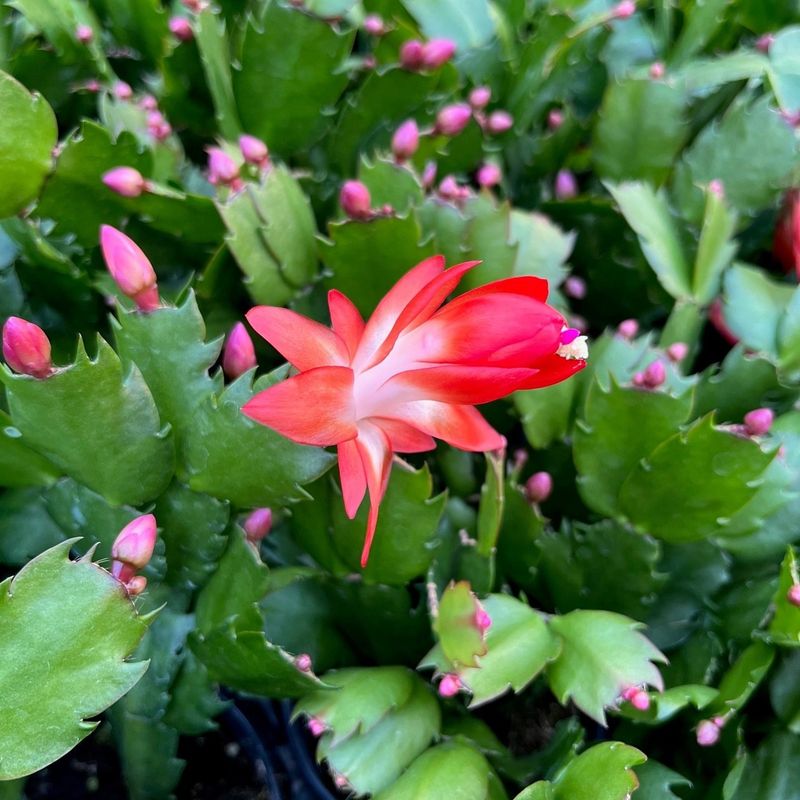 Christmas Cactus